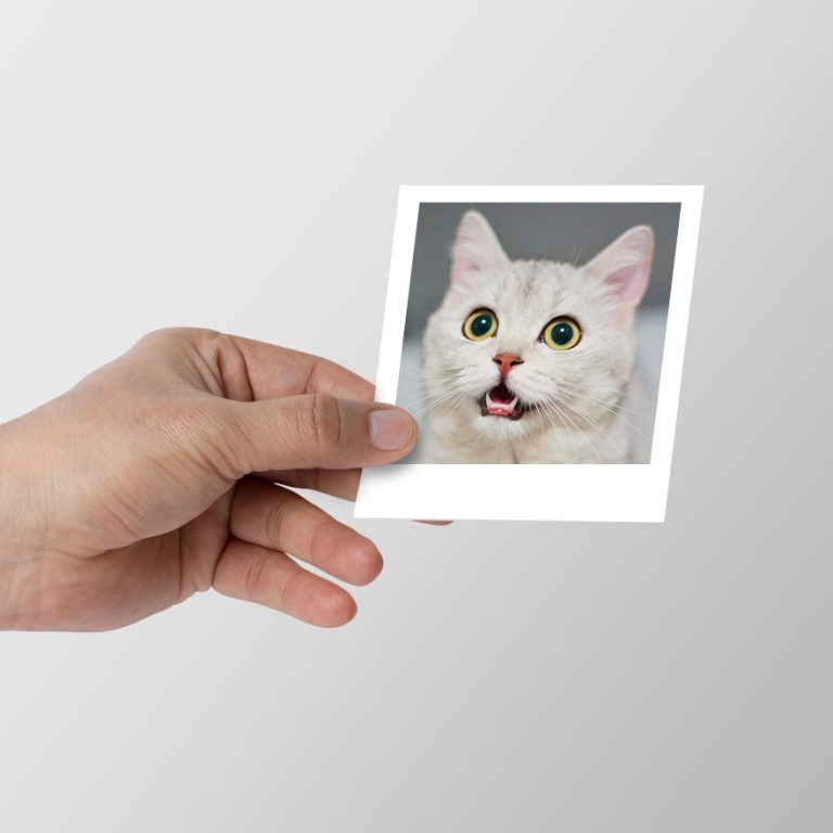Pd Fotograf Baski